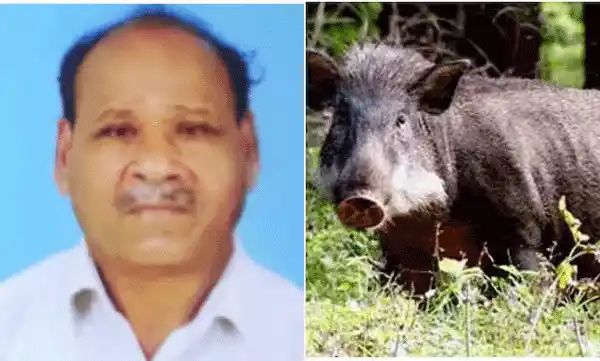 Pig