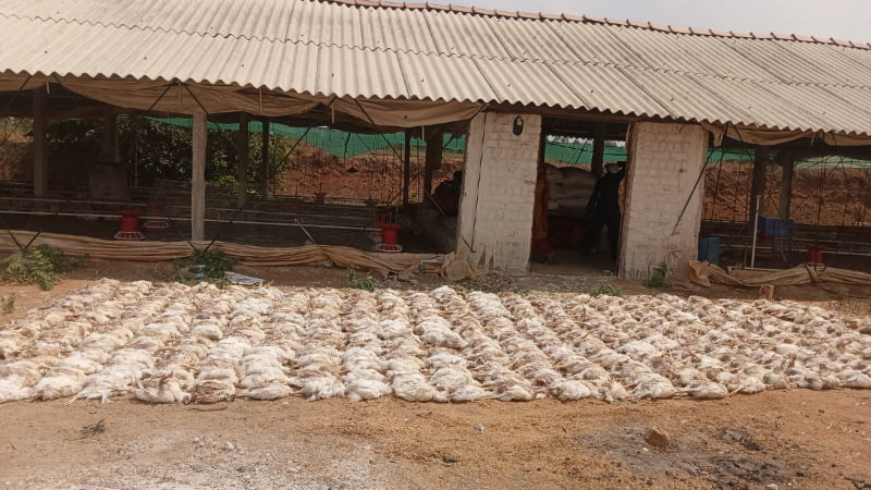 poultry-deaths