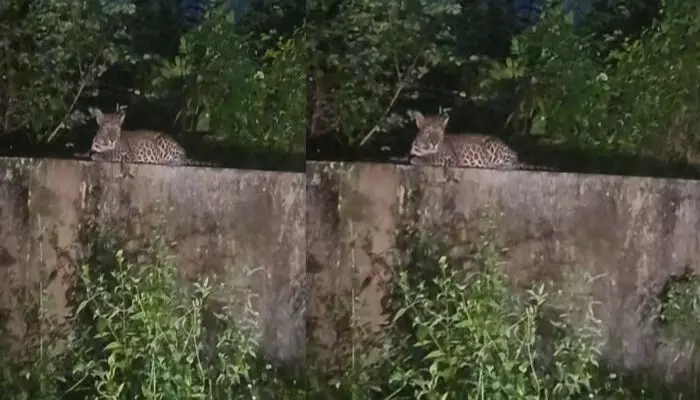 മലമ്പുഴയിൽ പുലിയിറങ്ങി; ജാഗ്രതാനിർദേശം പുറപ്പെടുവിച്ചു, അനാവശ്യ യാത്രകൾ ഒഴിവാക്കണമെന്ന് പോലീസും വനം വകുപ്പും