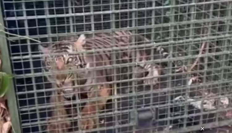 പത്തനംതിട്ടയിൽ ഇറങ്ങിയ കടുവ കെണിയിൽ വീണു