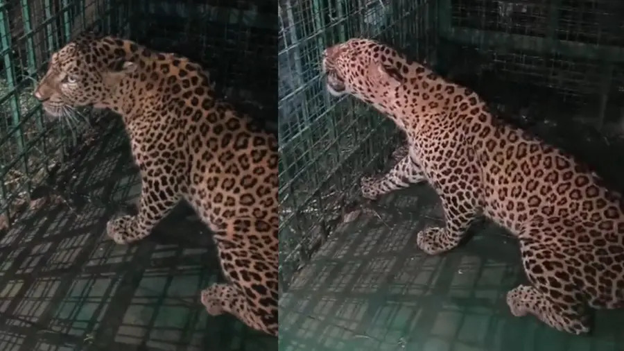 നാടിനെ ഭീതിയിലാഴ്ത്തിയ പുലി വനംവകുപ്പ് സ്ഥാപിച്ച കൂട്ടിൽ കുടുങ്ങി