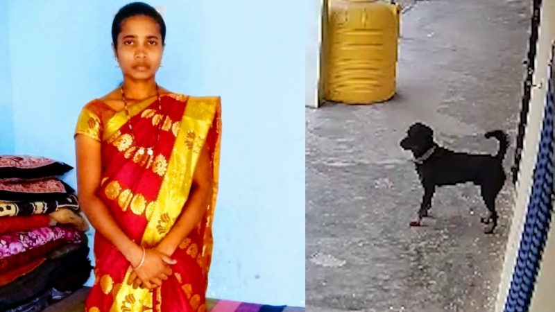 ദാവണഗരെയില് റോട്ട്വീലർ നായ്ക്കളുടെ ആക്രമണത്തിൽ യുവതിക്ക് ദാരുണാന്ത്യം; ശരീരത്തില് അമ്പതിടത്ത് മാരക മുറിവുകൾ