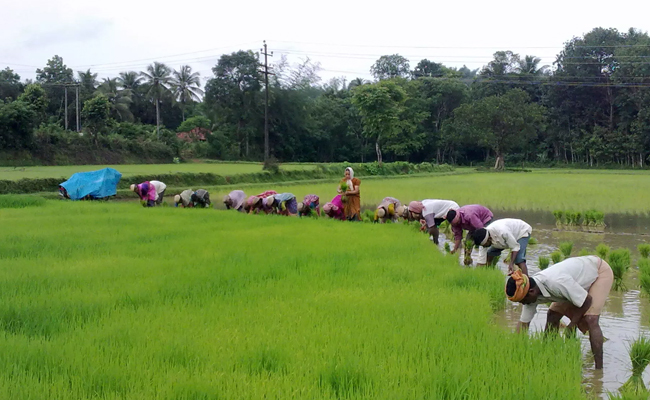 ദേവനഹള്ളി വിമാനത്താവളത്തിന് സമീപമുള്ള 1777 ഏക്കർ പ്രത്യേക കാർഷിക മേഖലയായി പ്രഖ്യാപിച്ചു