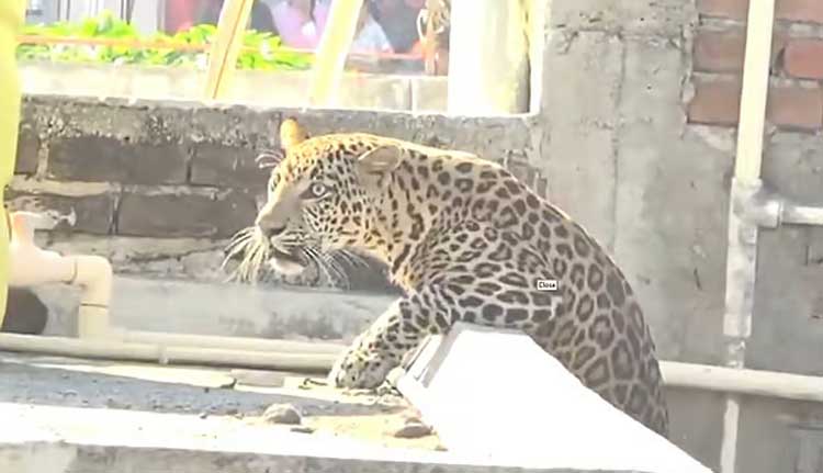 നാഗ്പൂരിൽ ജനവാസമേഖലയിൽ പുലി ആക്രമണം; ഏഴു പേർക്ക് പരുക്ക്