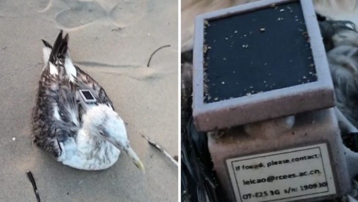 ചൈനീസ് ജിപിഎസ് ട്രാക്കിങ് ഉപകരണം ഘടിപ്പിച്ച ദേശാടനപ്പക്ഷിയെ കാർവാർ തീരത്ത് കണ്ടെത്തിയ സംഭവം; അന്വേഷണം ആരംഭിച്ച് സുരക്ഷാസേന