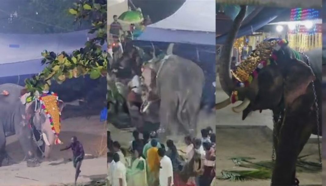 പുൽപ്പള്ളി സീതാദേവി ക്ഷേത്രത്തിൽ ഉത്സവത്തിനിടെ ആന ഇടഞ്ഞു; രണ്ട് പാപ്പാന്മാർക്ക് പരുക്ക്