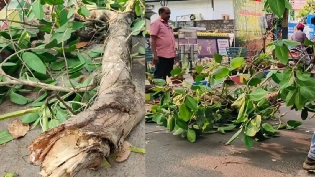ഓടിക്കൊണ്ടിരുന്ന ബൈക്കിന് മുകളില് മരക്കൊമ്പ് പൊട്ടിവീണ് യുവാവിന് ഗുരുതര പരുക്ക്