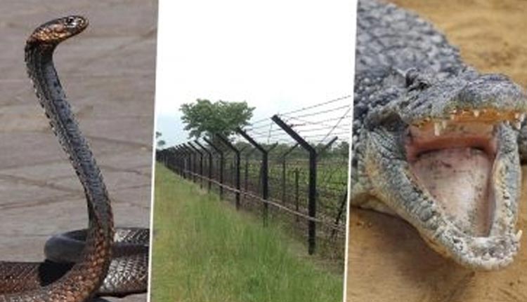 ‘നുഴഞ്ഞുകയറ്റം തടയാൻ പാമ്പും മുതലയും’; ബംഗ്ലാദേശ് അതിര്ത്തിയില് വേറിട്ട സുരക്ഷാ പരീക്ഷണത്തിനൊരുങ്ങി ഇന്ത്യ