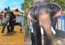 കൂടല്മാണിക്യം ക്ഷേത്രത്തില് വീണ്ടും ആനയിടഞ്ഞു