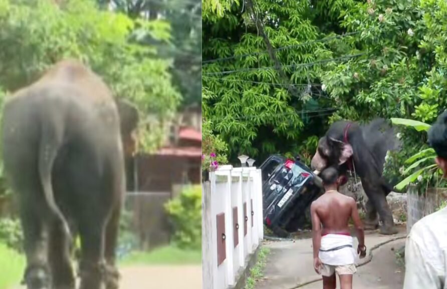 തൃശ്ശൂരിൽ ആന ഇടഞ്ഞു, വാഹനങ്ങൾ തകർത്തു തൃശ്ശൂരിൽ ആന ഇടഞ്ഞു, വാഹനങ്ങൾ തകർത്തു