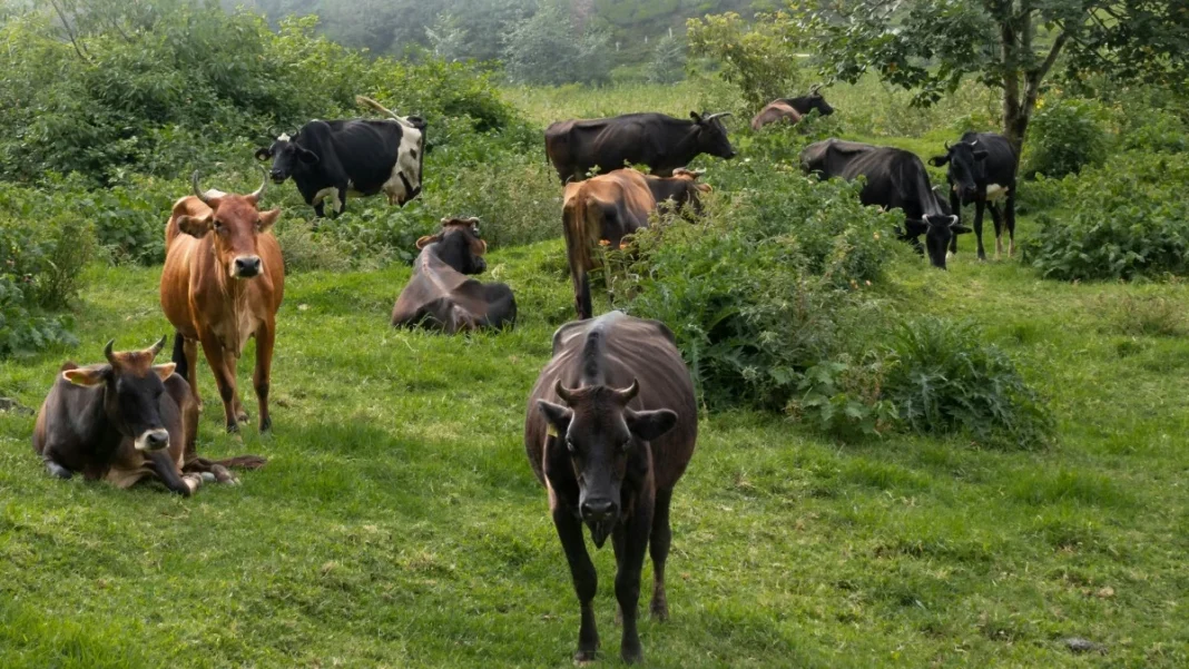 cow-1