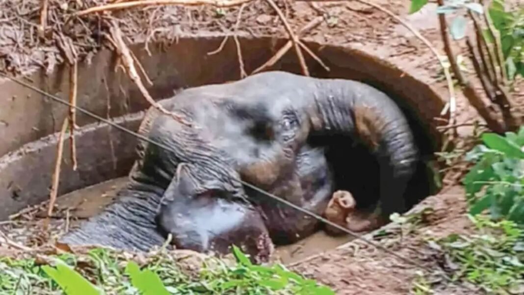 പാലാങ്കരയില് ആള്മറയില്ലാത്ത കിണറ്റില് കാട്ടാന വീണു പാലാങ്കരയില് ആള്മറയില്ലാത്ത കിണറ്റില് കാട്ടാന വീണു