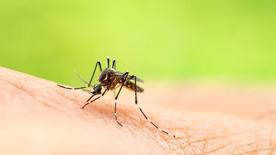 വെസ്റ്റ് നൈല് പനി: എറണാകുളത്ത് വയോധികന് മരിച്ചു വെസ്റ്റ് നൈല് പനി: എറണാകുളത്ത് വയോധികന് മരിച്ചു