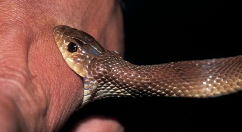 snakebite