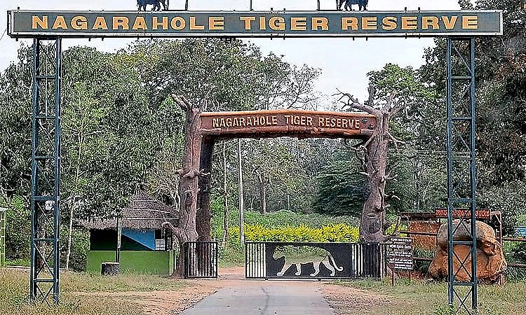 ബന്ദിപ്പുർ, നാഗർഹോളെ സഫാരി നിരക്ക് കൂട്ടി; സഫാരി ദൈർഘ്യവും കൂട്ടി ബന്ദിപ്പുർ, നാഗർഹോളെ സഫാരി നിരക്ക് കൂട്ടി; സഫാരി ദൈർഘ്യവും കൂട്ടി