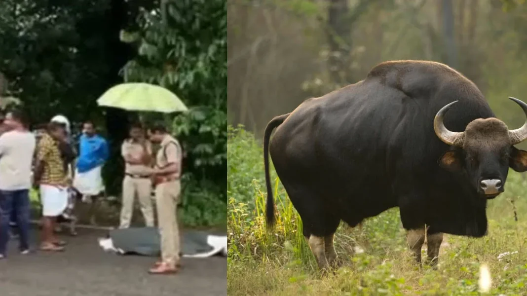 കാട്ടുപോത്തിന്റെ ആക്രമണം; കൊല്ലത്ത് വയോധികന് ദാരുണാന്ത്യം കാട്ടുപോത്തിന്റെ ആക്രമണം; കൊല്ലത്ത് വയോധികന് ദാരുണാന്ത്യം