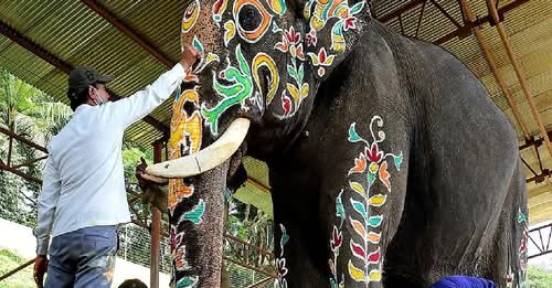 മൈസൂരു ദസറയില് സ്വർണരഥമേറ്റാൻ ഇത്തവണ അഭിമന്യുവില്ല മൈസൂരു ദസറയില് സ്വർണരഥമേറ്റാൻ ഇത്തവണ അഭിമന്യുവില്ല