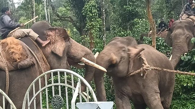 കുടകിൽ ഏഴുപേരെ കൊന്ന കൊലയാളിക്കൊമ്പൻ പിടിയിൽ കുടകിൽ ഏഴുപേരെ കൊന്ന കൊലയാളിക്കൊമ്പൻ പിടിയിൽ