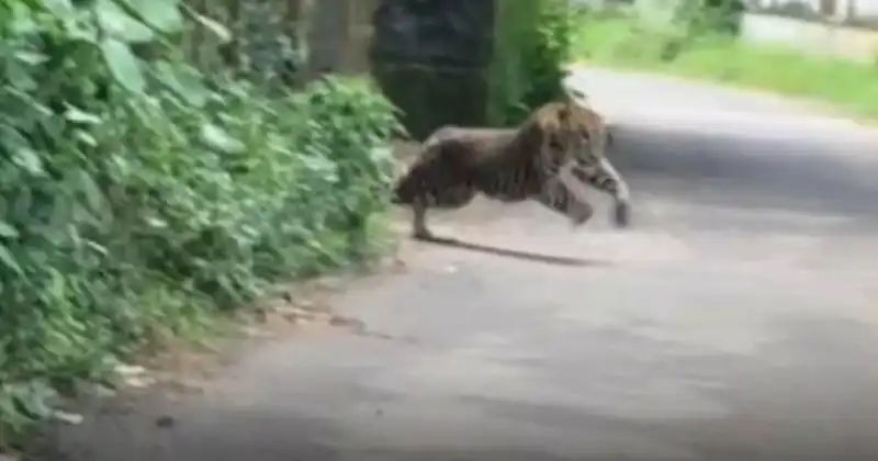 കോഴിക്കോട് പുലിയുടെ ആക്രമണത്തില് രണ്ട് പേര്ക്ക് പരുക്ക് കോഴിക്കോട് പുലിയുടെ ആക്രമണത്തില് രണ്ട് പേര്ക്ക് പരുക്ക്