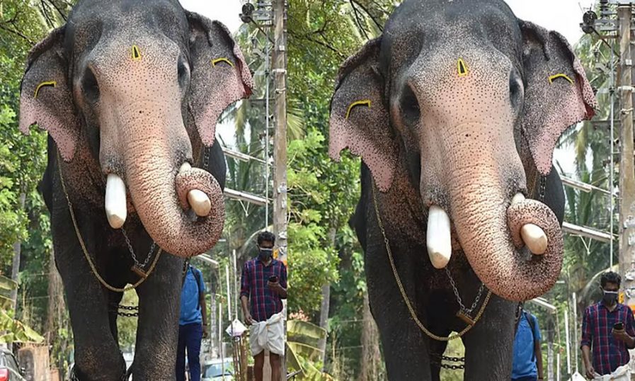ഗജവീരന് പല്ലാട്ട് ബ്രഹ്മദത്തൻ ഇടിമിന്നലേറ്റ് ചരിഞ്ഞു ഗജവീരന് പല്ലാട്ട് ബ്രഹ്മദത്തൻ ഇടിമിന്നലേറ്റ് ചരിഞ്ഞു